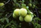 PRUNE GALBENE