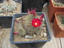 ai mei cactusi 114