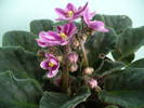 P1100381