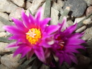 DSCF0735