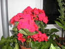 begonia rosie