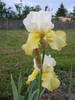 Iris alb + galben