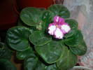 Flori 2009 004