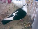 galatean b negru 2