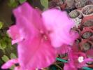 bougainvillia