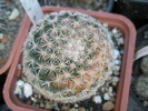 Mammillaria care s-a ars - 15.09