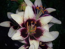 DSCI0985