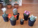 cactusi, mai 09