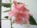 Hibiscus roz pal 4