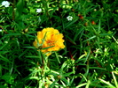 flori de piatra 2 (portulaca grandiflora)_01