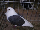 10377 pescarus bulgar 1