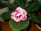 29.11.08-gloxinia intarziata