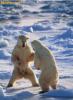 ursi polari