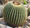 barrel cactus