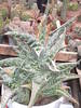 Aloe variegata