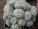 Mammillaria parkinsonii v cristata