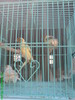 DSC05200