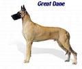 Great Dane