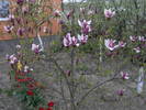 20.04.2009 magnolia mov