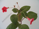 Kohleria Ryskan self 3