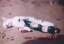 After party