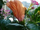 P1130940