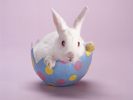 Hare on the Half Shell