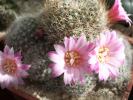 Rebutia narvacensis