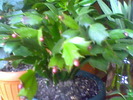 Picture 031