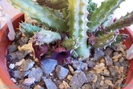 huernia rubra, 21 oct 2009