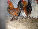 DSCN0229