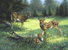 Doe and Two Fawns_jpg