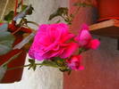 Picture 007
