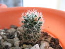 Mammillaria picta