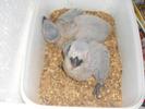 pui de papagal jako african grey de vanzare