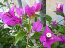 bougainvillea