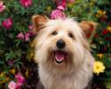 Poze cu Animale_ Animale pentru Desktop_ Wallpaper Catel_ Catelul printre flori