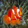 Spine-Cheek%20Anemonefish,%20Papua%20New%20Guinea