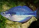 Melanotaenia%20lacustris
