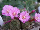 Rebutia perplexa