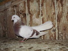 P9061612