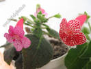 Kohleria Laura and Friendship 3