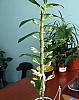 Dendrobium