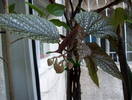 Begonia lucernae (Plaman)