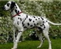 dalmatian frumos