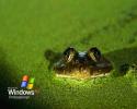 Windows Xp Wallpaper Amuzant de X