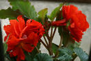 Begonia