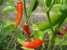 Cayenne Pepper (2009, August 16)