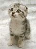Cute Kitten (6)