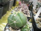 Gymnocalycium horstii
